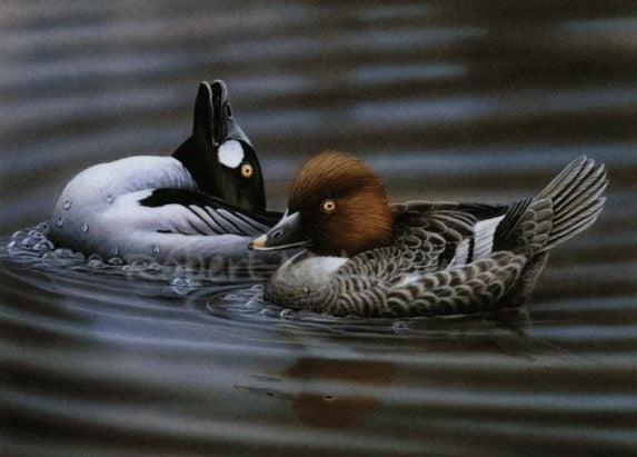 "1993 Delaware Duck Stamp"