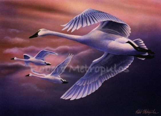 "2004 Ohio Waterfowl Stamp"