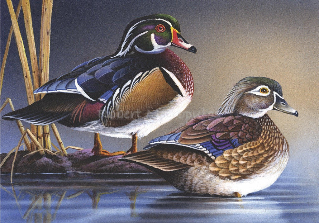 "Woodduck"