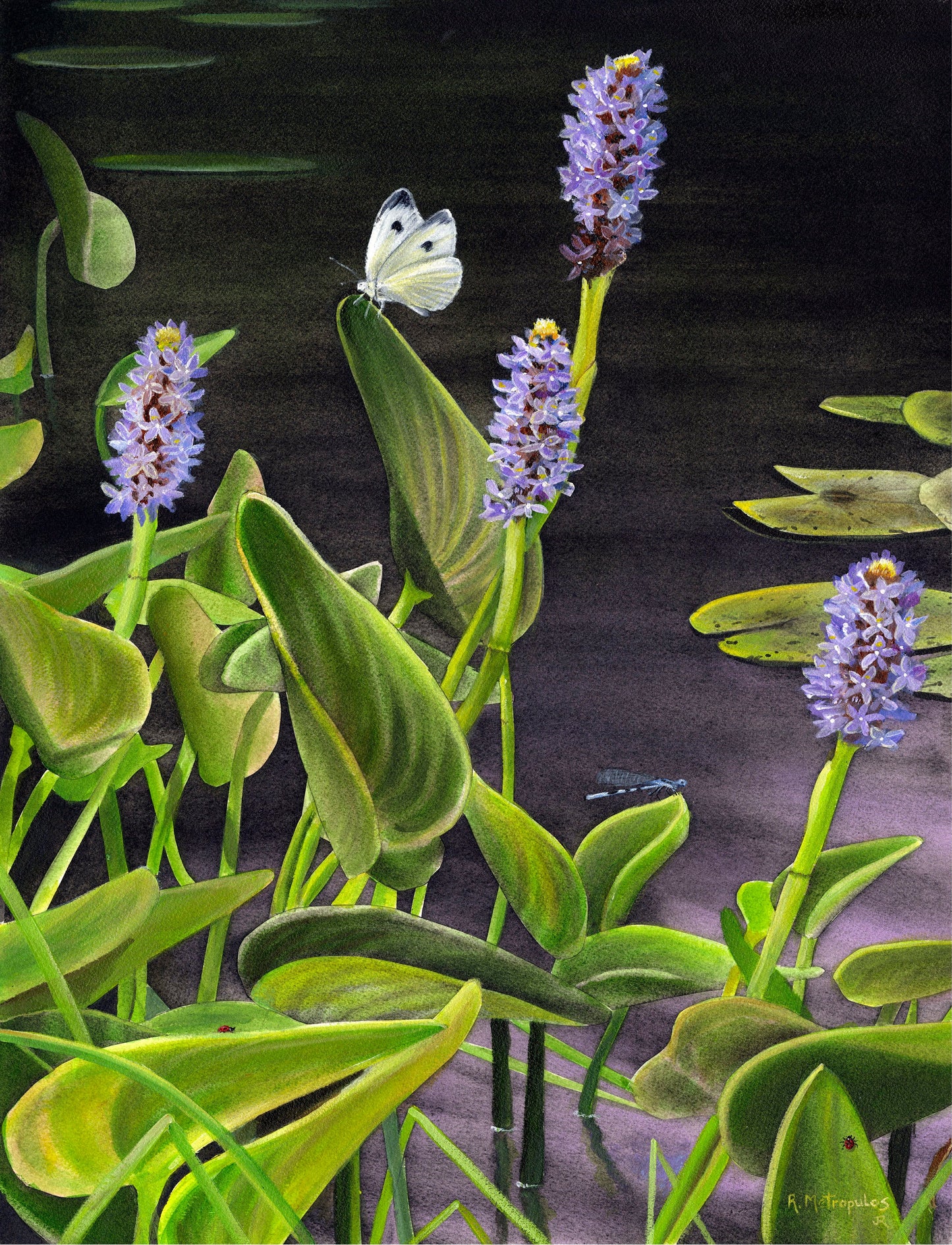 Illustration of Pickerelweed and Cabbage White butterfly with green leaves and purple flowers on a dark background.