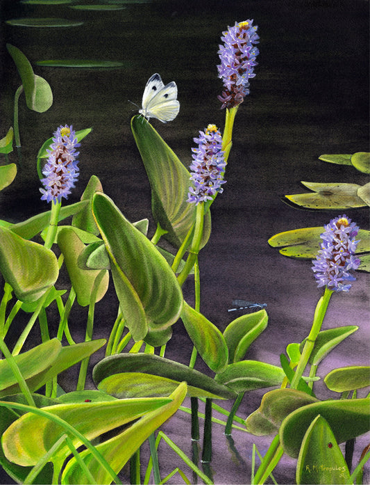 Illustration of Pickerelweed and Cabbage White butterfly with green leaves and purple flowers on a dark background.