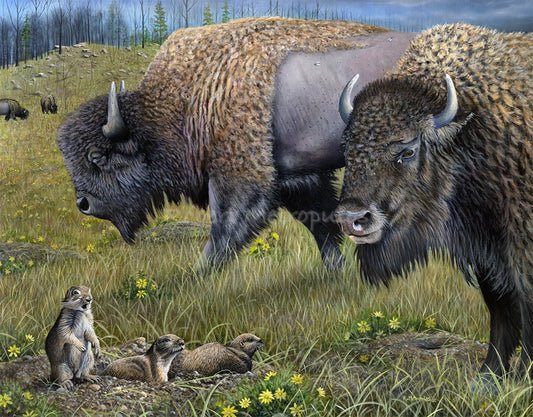 "Another Day at Custer" (Custer State Park, South Dakota)