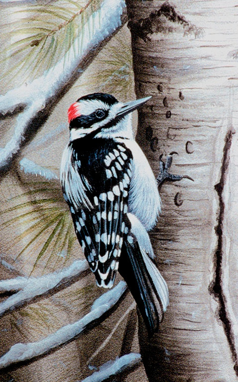"Downy Woodpecker"