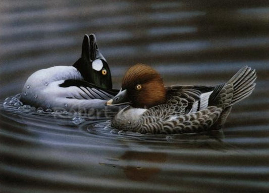 "1993 Delaware Duck Stamp"
