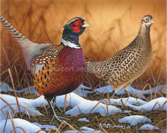 "Ring-Necked Pheasant"