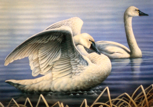 "Whistling Swans"