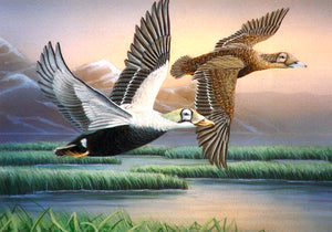"Spectacled Eiders"