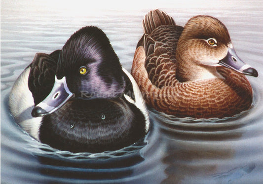 "Ring-Necked Ducks"