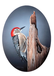 "Red-Bellied Woodpecker"