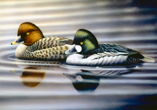 "Common Goldeneye"