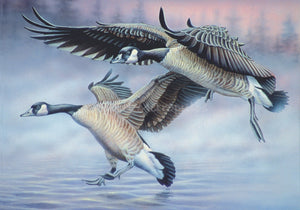 "Canada Geese in Flight"