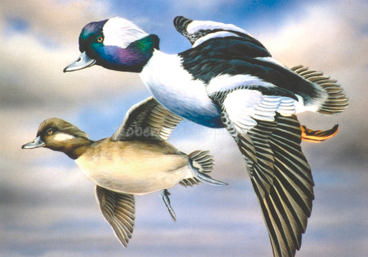 "Buffleheads"