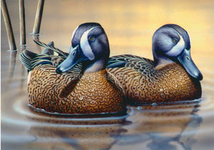 "Blue-Winged Teal"