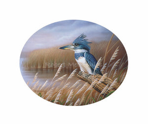 "Belted Kingfisher"