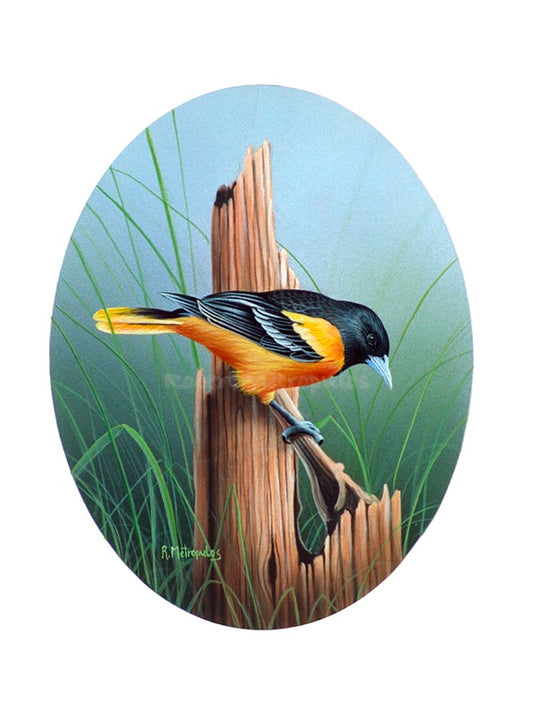 "Baltimore Oriole"