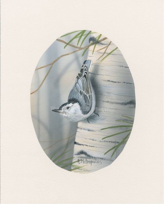 "Nuthatch"