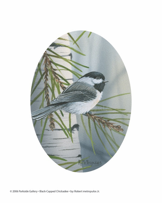 "Black-Capped Chickadee"