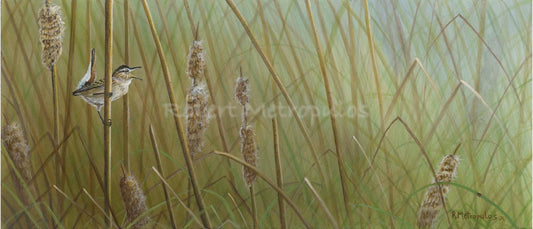 "Marsh Wren"