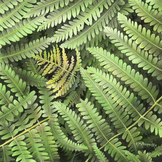 "Fern Study #1"