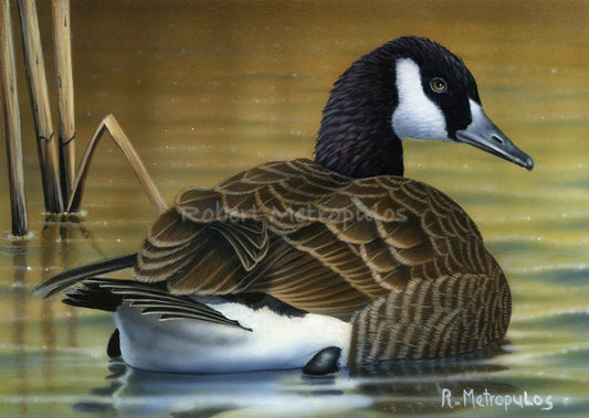 "Canada Goose"