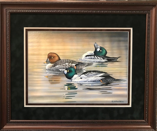 "Goldeneye Courtship"