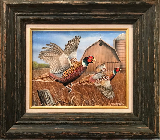 "Farmyard Pheasant"